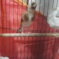 دو عدد سیره