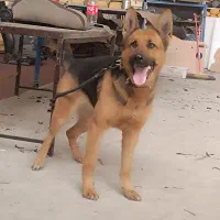 سگ ژرمن شیپر المان|سگ|پاکدشت, خاتون آباد|دیوار