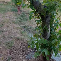 2231 متر باغ، سند تک برگ شش دانگ