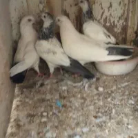 چند جفت کبوتر|پرنده|فردیس, داوری|دیوار