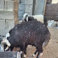 فروش بره نر چاق|حیوانات مزرعه|بندر ماهشهر, |دیوار