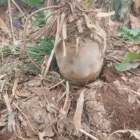 چغندر خوراکی|خوردنی و آشامیدنی|بشاریات, |دیوار