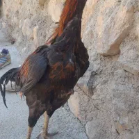 خروس لاری