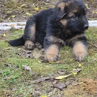 ژرمن شولاین