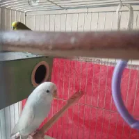 نرو ماده مرغ عشق|پرنده|مریوان, |دیوار