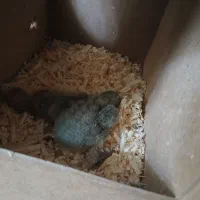 جفت طوطی برزیلی رو تخم|پرنده|باغستان, |دیوار