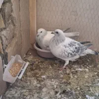 نروماده شامی|پرنده|تربت‌حیدریه, کلاته توکلی|دیوار