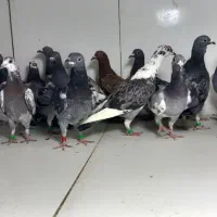 دسته ۳۶تایی جوجه المانی سبز پولک