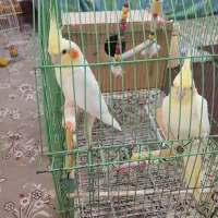 عروس هلندی