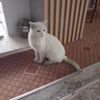 واگذاری گربه