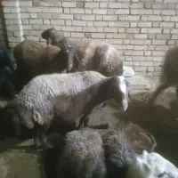 چهارراس میش|حیوانات مزرعه|نهاوند, |دیوار