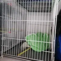 سلام چند عدد قفس یدونش گرد و بقیه ساده|لوازم جانبی حیوانات|نیشابور, بنیاد شهید|دیوار