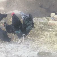 تخم نطفه دار گلین