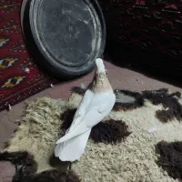 کبوتر طوقی کفتر طوقی ماده|پرنده|تهران, شهرک ولیعصر شمالی|دیوار