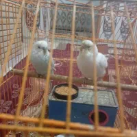 م.استاکاربلوک بنایی استرزنی