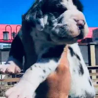 گریت دین /ژرمن و کنکورسو|سگ|تهران, شهرک آزمایش|دیوار