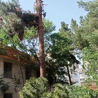 خرید چوب باغی سقفی به صورت|خدمات باغبانی و درختکاری|مشهد, توس (بلوار توس)|دیوار