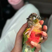 گرینچیک ماده
