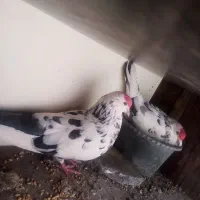 چندجفت کفترخوب