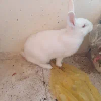 خرگوش نروماده