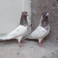 یک جفت کبوتر  قرمزی باش