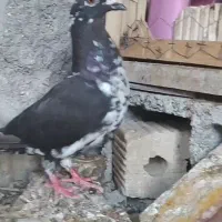 کبوتر گوره سیاه ماده