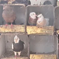 سلام‌وقت‌بخیرتعدادکبوترطوقی‌ویک‌جفت‌زرد