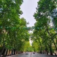 14قصب-تجاری-خیابان-درختی-آزادگان