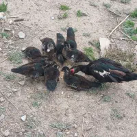 جوجه اردک