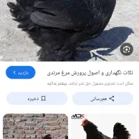 فروش تخم مرغ مرندی و لاکننزی