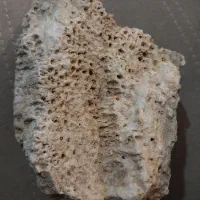 فسیل|کلکسیون اشیاء عتیقه|ارومیه, |دیوار