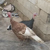 بوقلمون دو عدد جوان