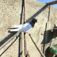 کله قرمز نر فروشی