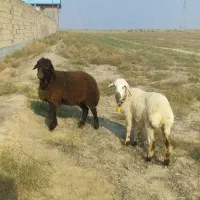 سلام دو عدد بره افشاری ترو تمیز جفتی ۱۹ تومان