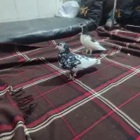 کبوتر رنگی