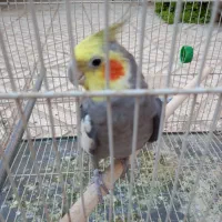 عروس هلندی نر سالم