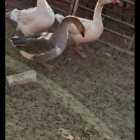 حیوان خانگی