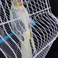 عروس هلندی ماده آماده لوتینو دوکت