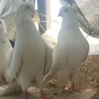 کبوتر سفید آنتیک|پرنده|ایرانشهر, |دیوار