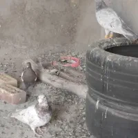 کفتر سینه و سرور|پرنده|قائن, |دیوار