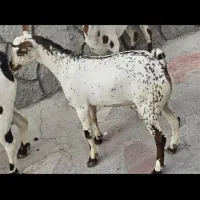 فروش گوسفند پرشین بز سلاله