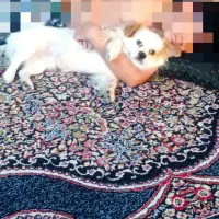 سگ آپارتمانی