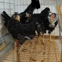 گلین فول|حیوانات مزرعه|خوانسار, |دیوار