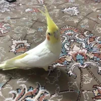 عروس هلندی دستی رام رام چلوندنی سخن گو