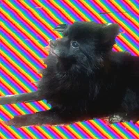 گمشده،به یابنده شیرینی عالی داده میشود