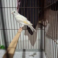 قناری نر سفید جوان|پرنده|رشت, پل تالشان|دیوار