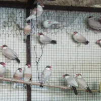 تعدادی فنچ مصری کرم رنگ