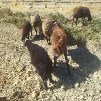 میش و بره سن دار