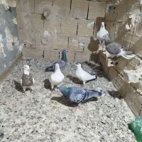 7تا کفتر پرشی نر