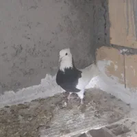 طوقی|پرنده|کنگاور, |دیوار